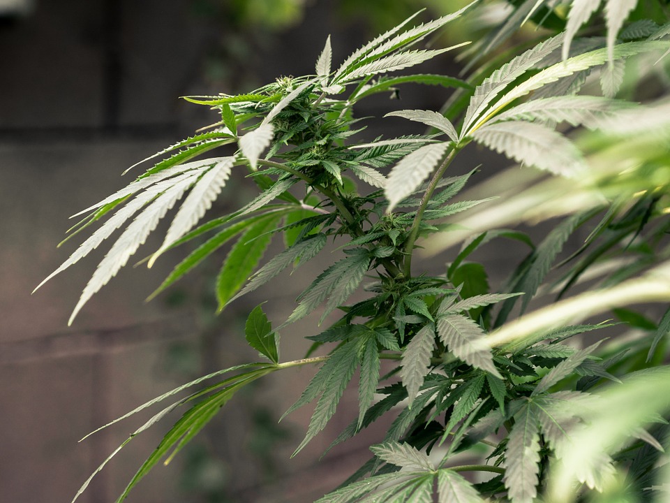 Cannabis Legale - Vendita, uso e confronto con quella illega