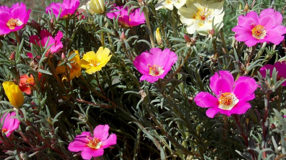 Le piante grasse con i fiori dai colori più belli Piante grasse da appartamento con fiori