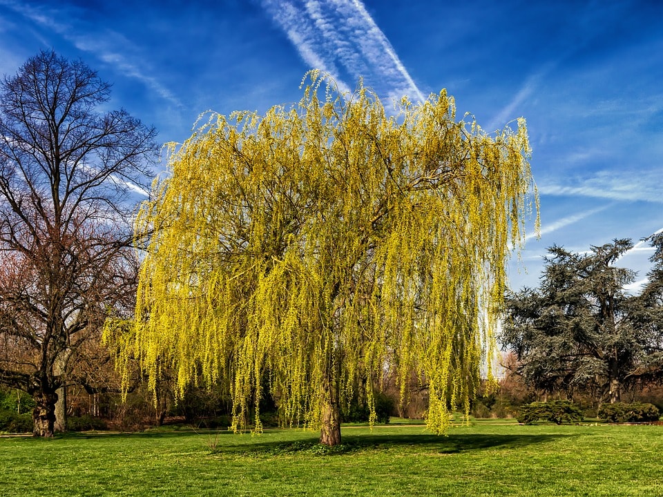 Salix Babylonica - salice piangente