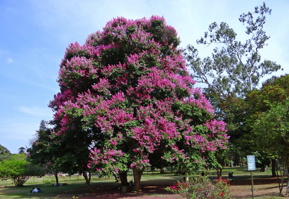 Lagestroemia indica