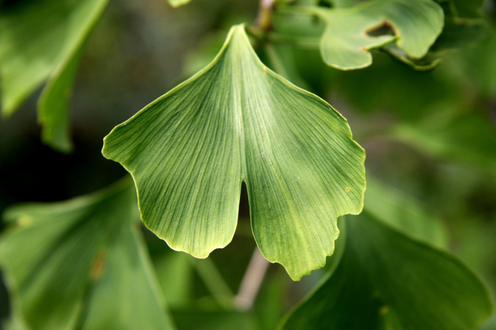 ginkgo biloba