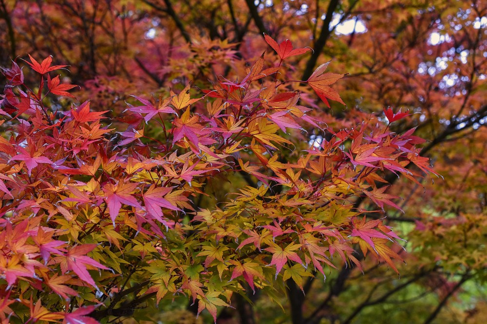 Acer palmatum