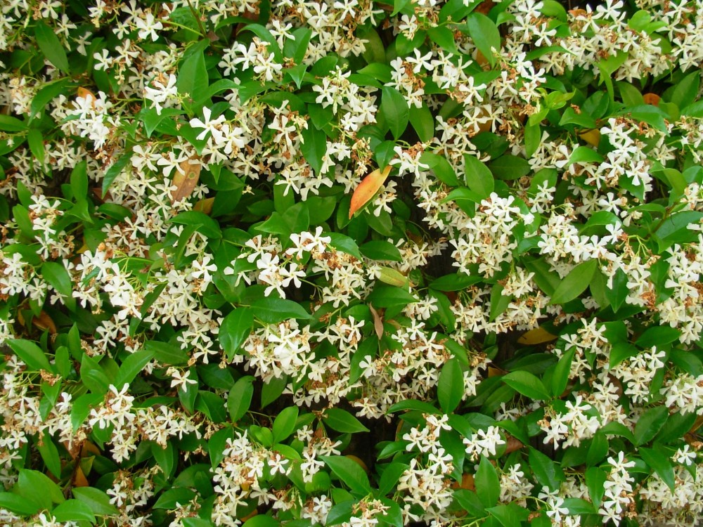 Gelsomino rampicante, Jasminum polyanthum