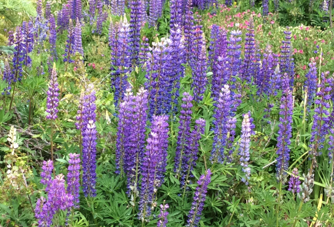 lupini giardino botanico alpino lautaret