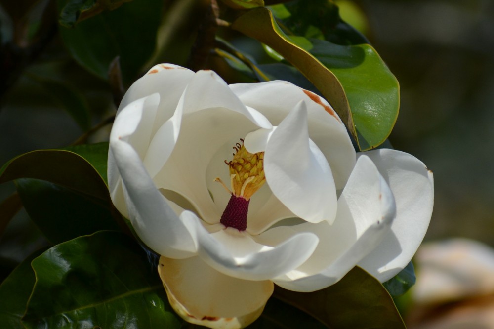 Magnolia-grandiflora