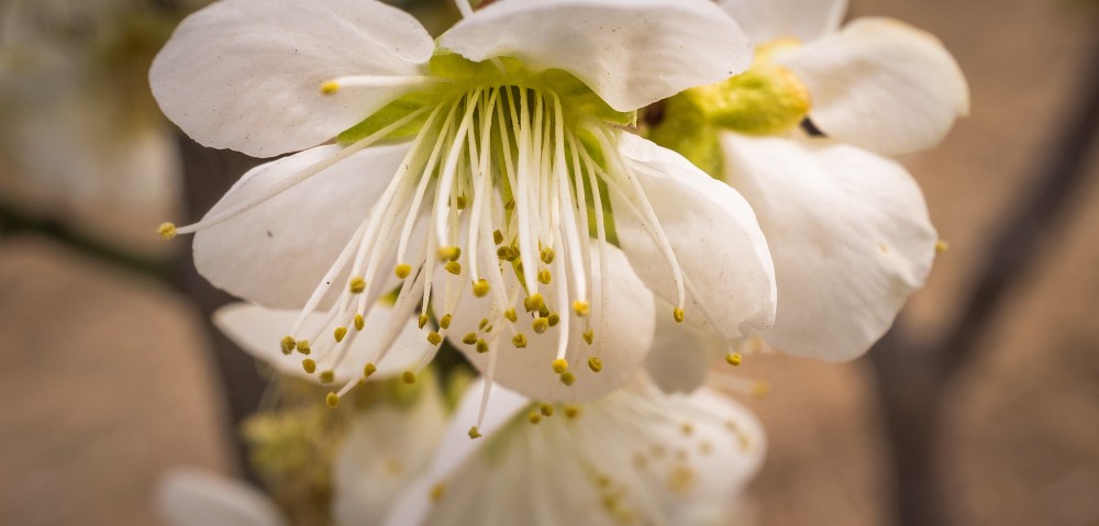 Fiore del pero