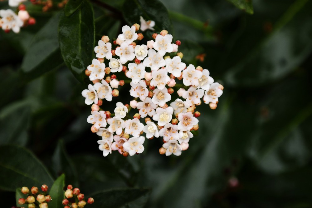 Skimmia