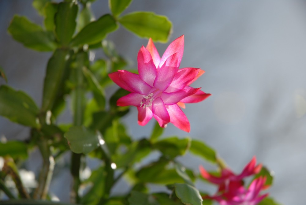 Cactus-di-Natale