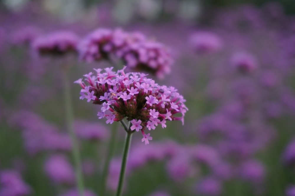 Verbena