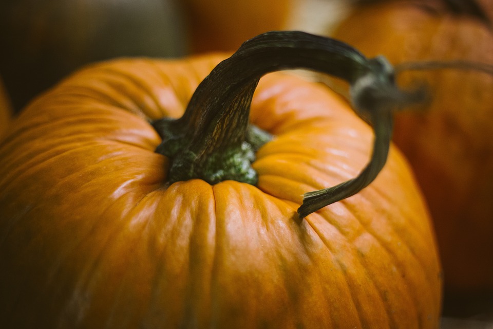 Zucca da zucchini: tutti i segreti per coltivarla