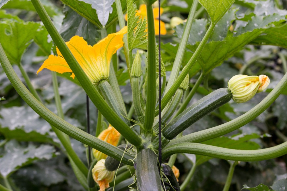 Fiore di zucchina