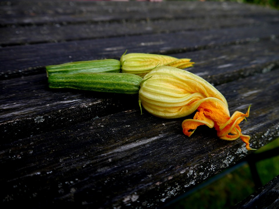 Zucchini da fiore: come coltivarli