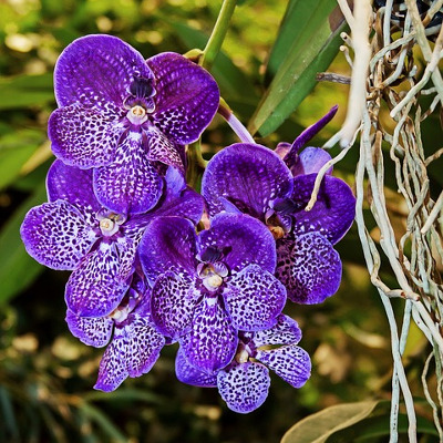 10 semi di VANDA COERULESCENS manuale semina gratis orchidee ORCHIDEA 