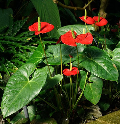 foto-anthurium