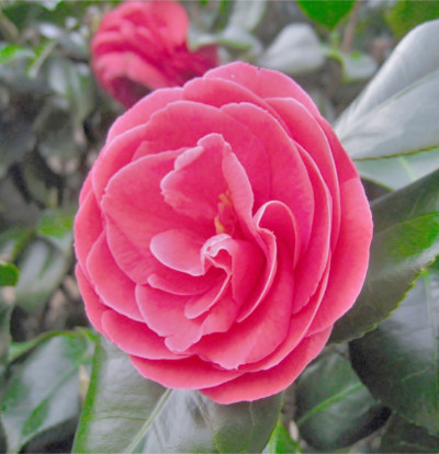 foto-camellia-japonica