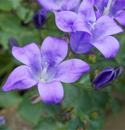 foto-campanula