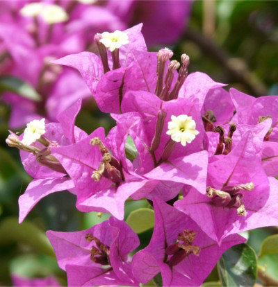 foto-bougainvillea