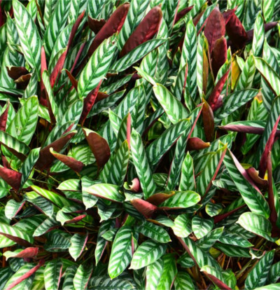 foto-calathea