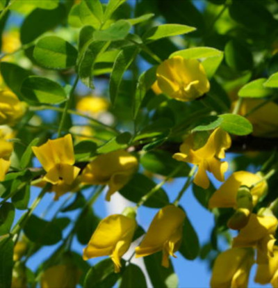 foto-caragana-arborescens