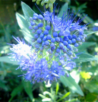 foto-caryopteris