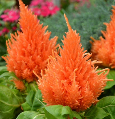 foto-celosia