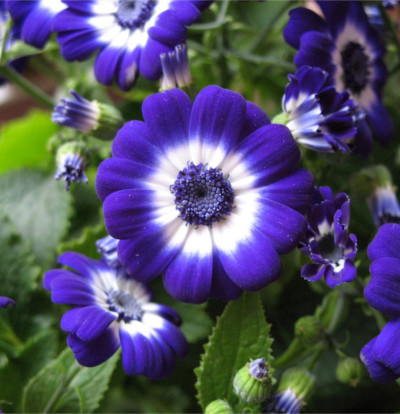 foto-cineraria