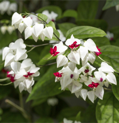 foto-clerodendrum