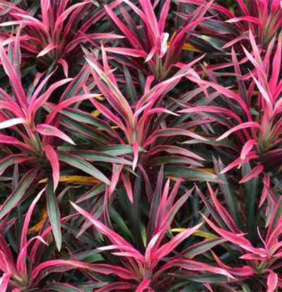 foto-cordyline