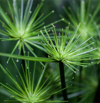 foto-cyperus