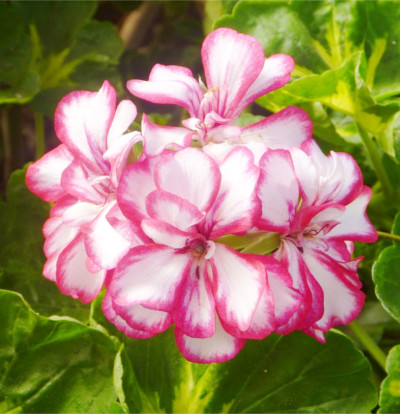 foto-geranium