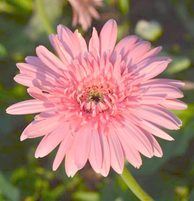 foto-gerbera