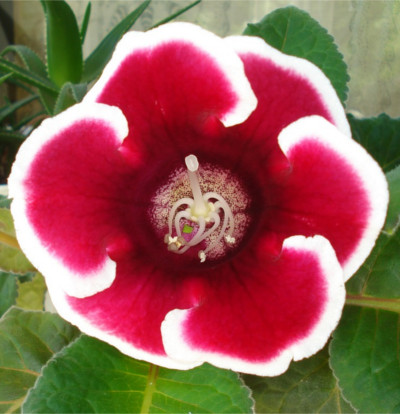 foto-gloxinia