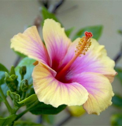 foto-hibisco