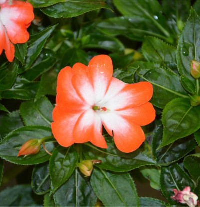 foto-impatiens