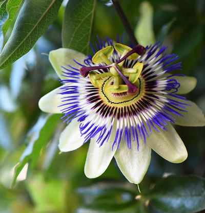 foto-passiflora