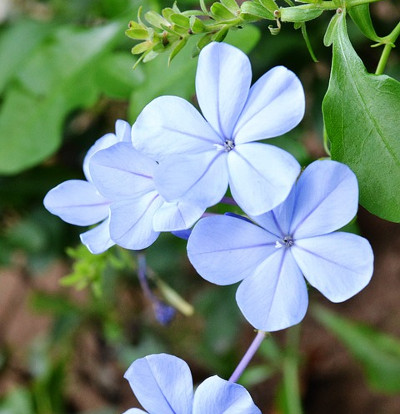 foto-plumbago