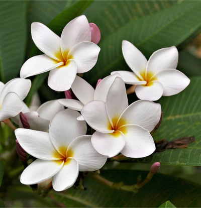 foto-plumeria