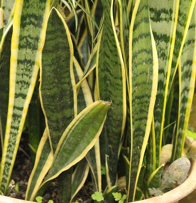 foto-sansevieria