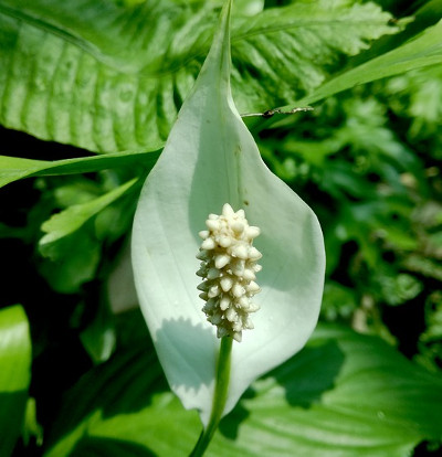 foto-spathiphyllum