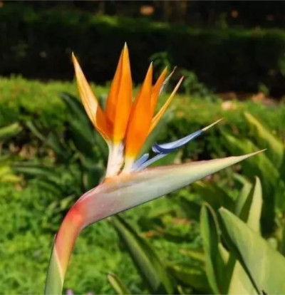 foto-strelitzia