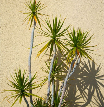 foto-yucca