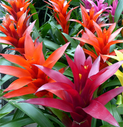 foto-guzmania