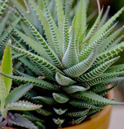 foto-haworthia