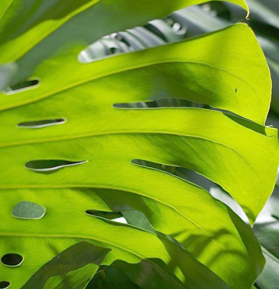 foto-monstera