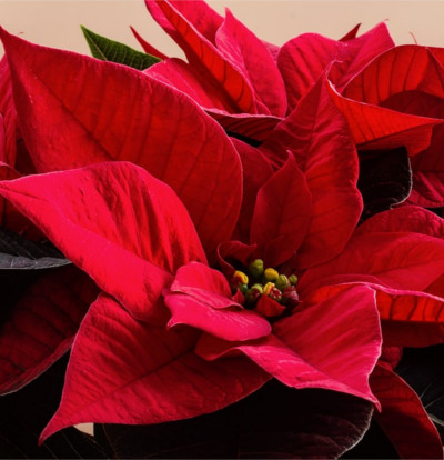 Stella Di Natale Ogni Quanto Si Annaffia.Poinsettia Piante Da Appartamento Caratteristiche E Colt