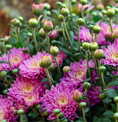 foto-chrysanthemum