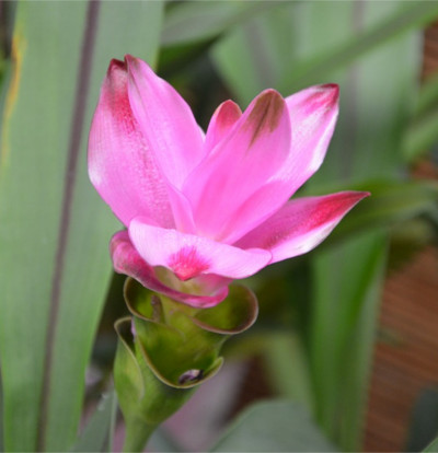 Curcuma Piante Da Appartamento Caratteristiche E Coltiva