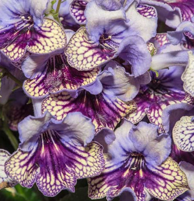 foto-streptocarpus