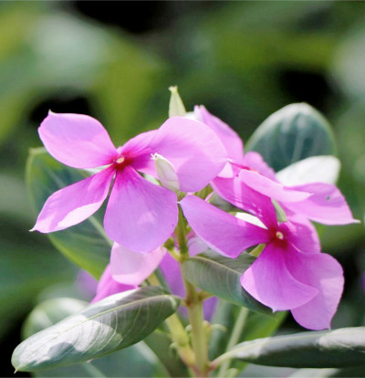 foto-catharanthus