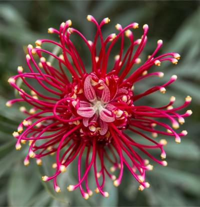 foto-grevillea